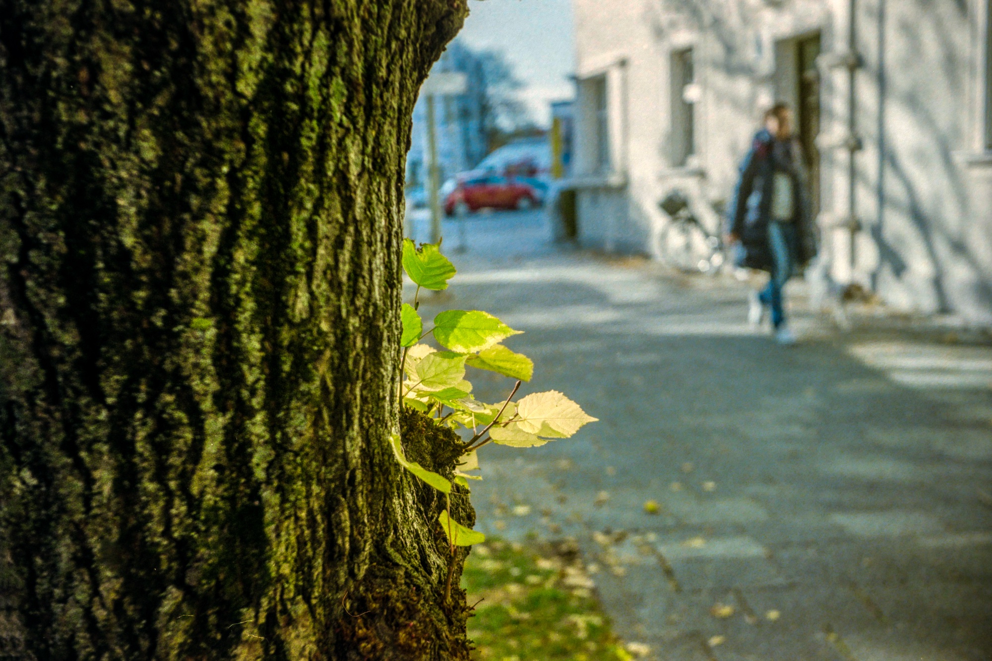 Blätter am Baum - Agfa Flexilette mit Agfa Apotar 1:2.8/45 mm auf Kodak Color Plus 200
