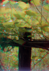 "Vinyard" taken with the Retina IIIC and the Kodak stereo adapter