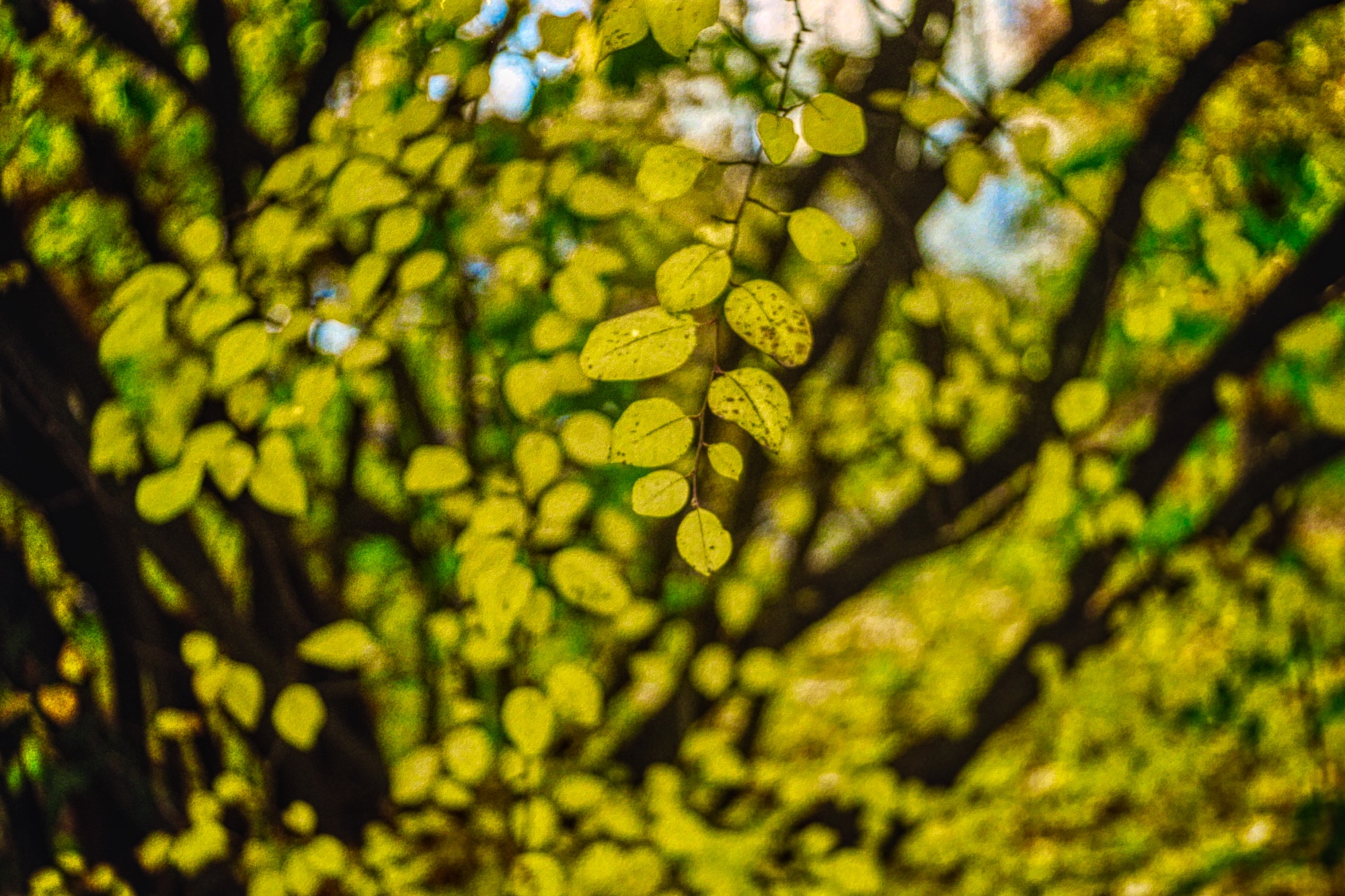 Gelbe Blätter - Agfa Flexilette mit Agfa Apotar 1:2.8/45 mm auf Kodak Color Plus 200